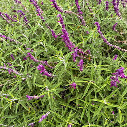 Midnight Mexican Bush Sage