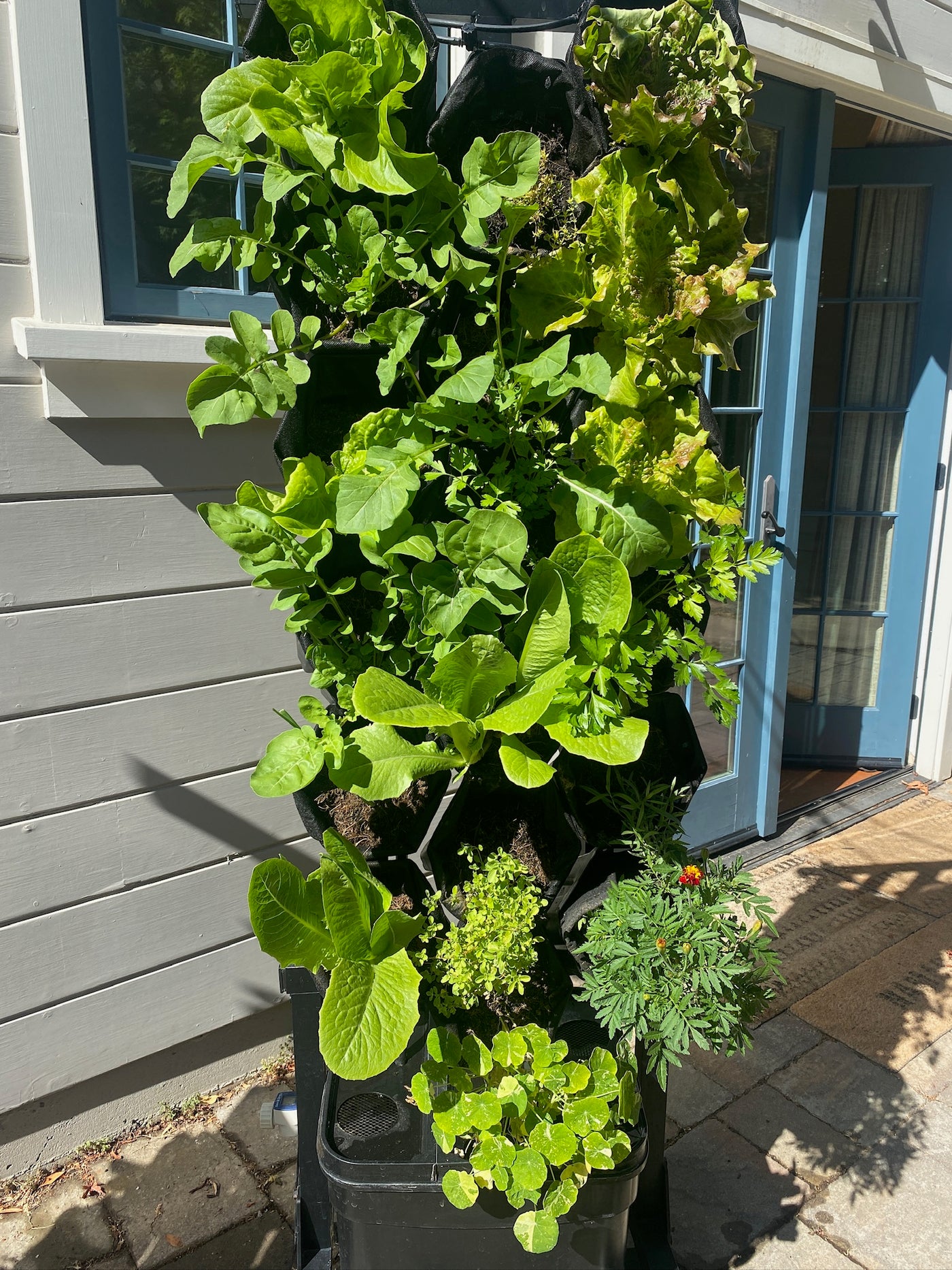Planting Service for 1 Seedling