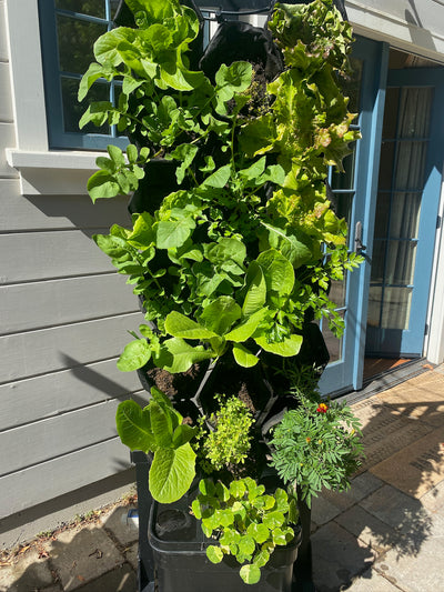 Planting Service for 1 Seedling