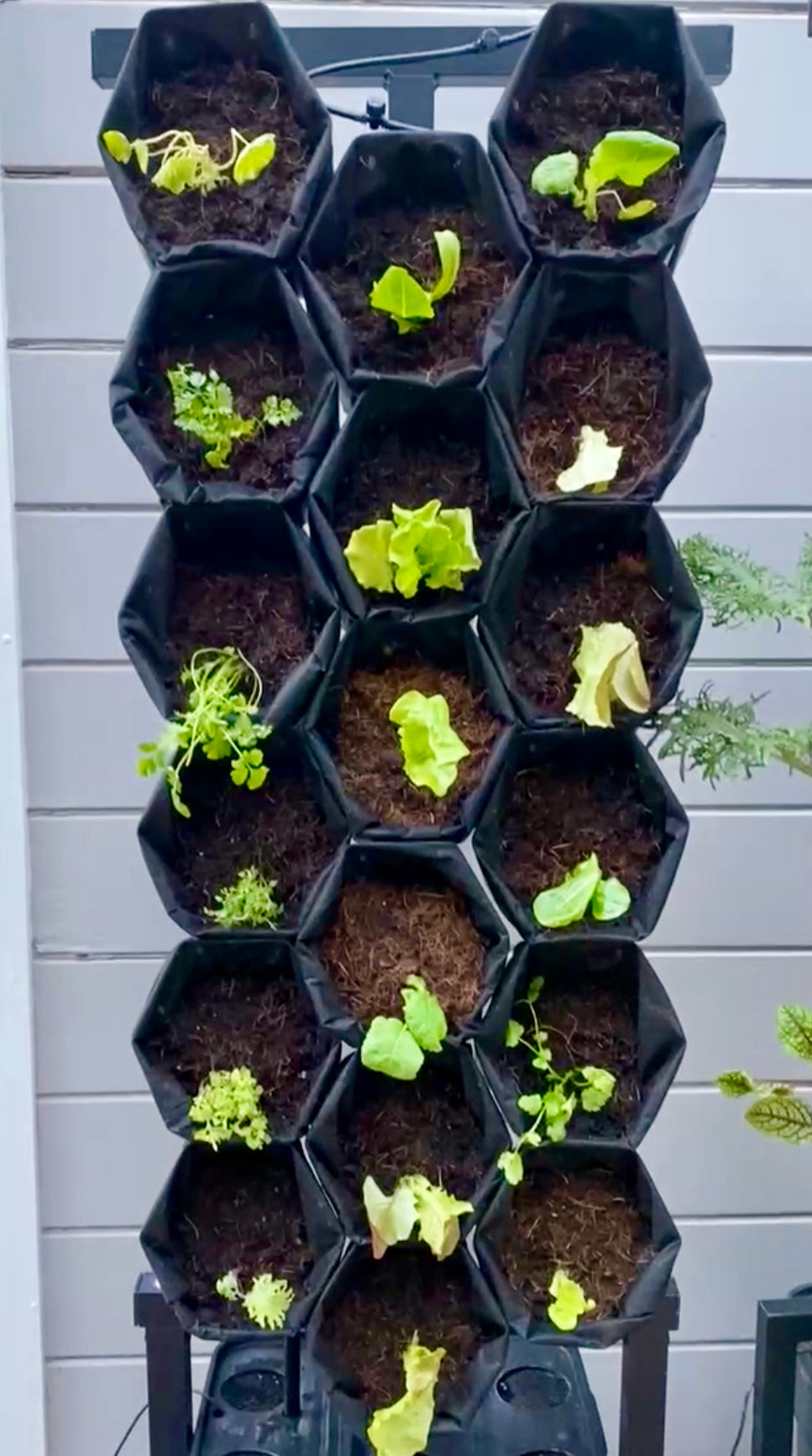 Planting Service for 1 Seedling