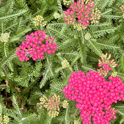Island Pink Yarrow