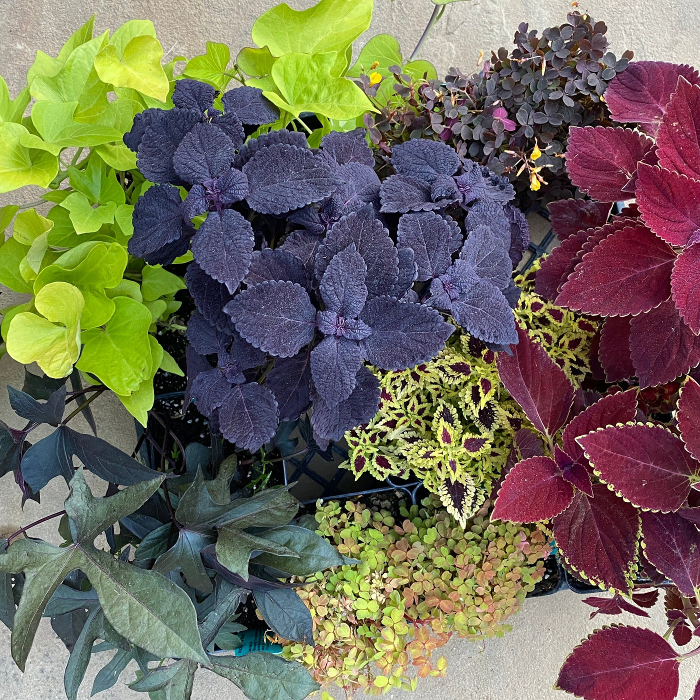 Fireside Floral Collection
