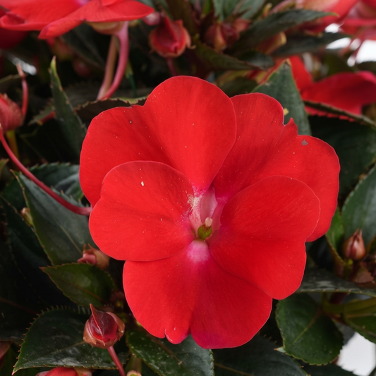 Sol Luna Red New Guinea Impatiens