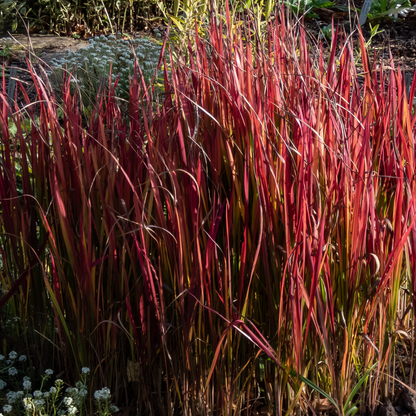 Red Baron Japanese Blood Grass