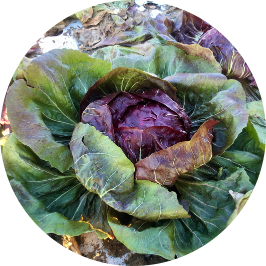 Indigo Radicchio