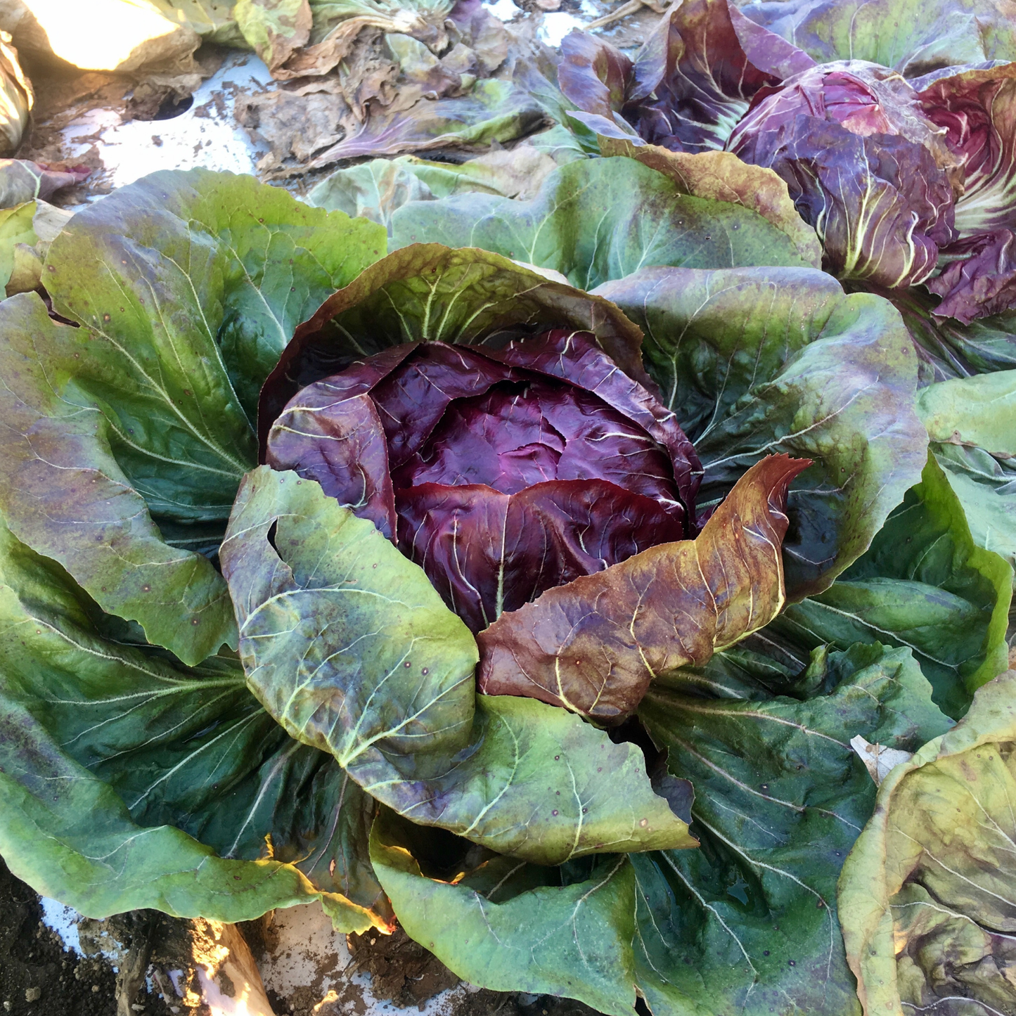 Indigo Radicchio