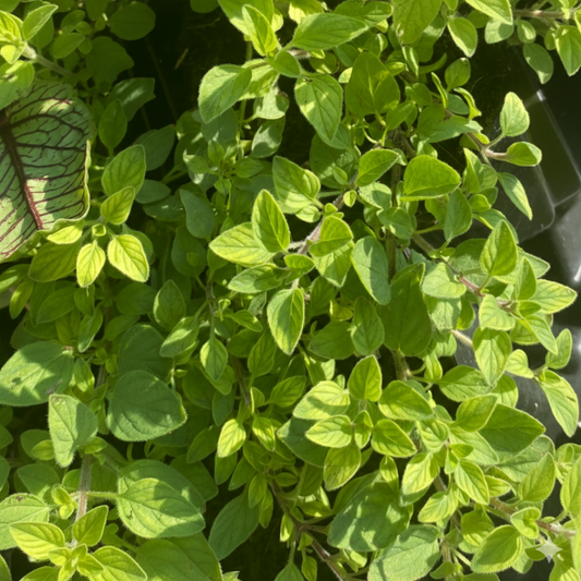Italian Oregano, 2" plant