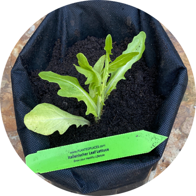 Italienischer Leaf Lettuce