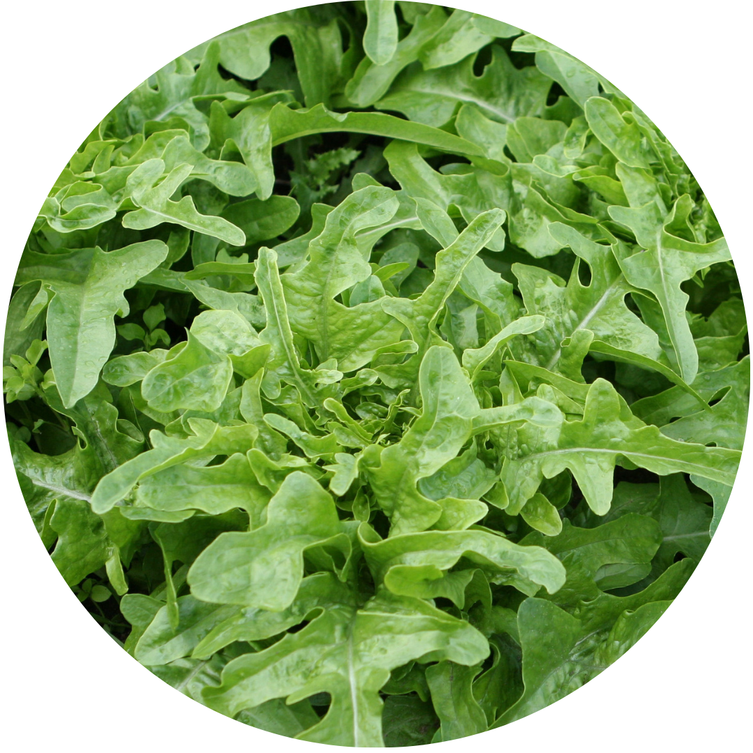 Italienischer Leaf Lettuce