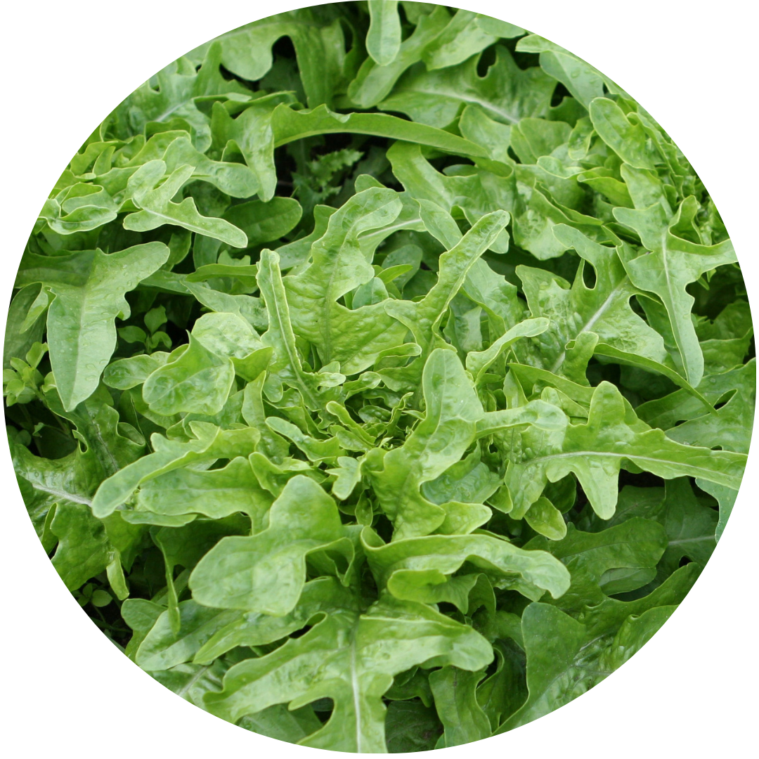 Italienischer Leaf (Lettuce)
