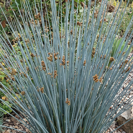 Carman's Gray Juncus