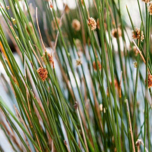 Elk Blue California Grey Rush