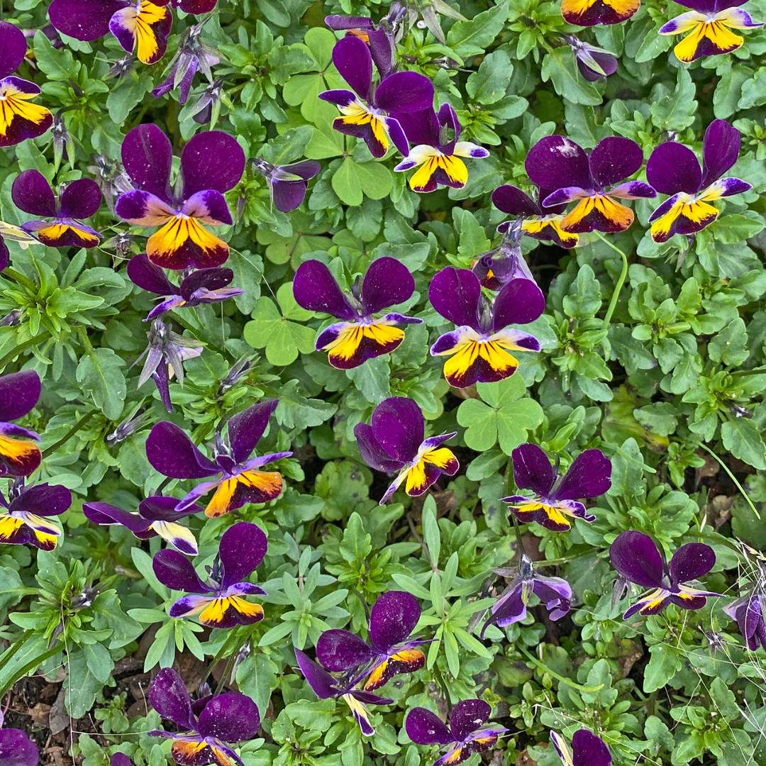 Violas Herb Seedling — Organic 2