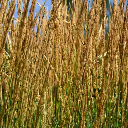 Karl Foerster Feather Reed Grass