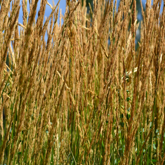 Karl Foerster Feather Reed Grass