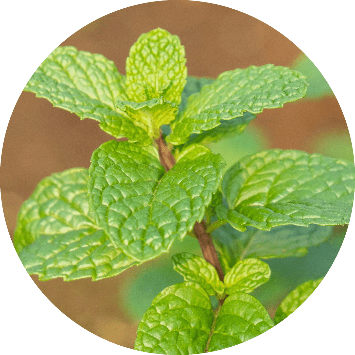 Kentucky Colonel Spearmint