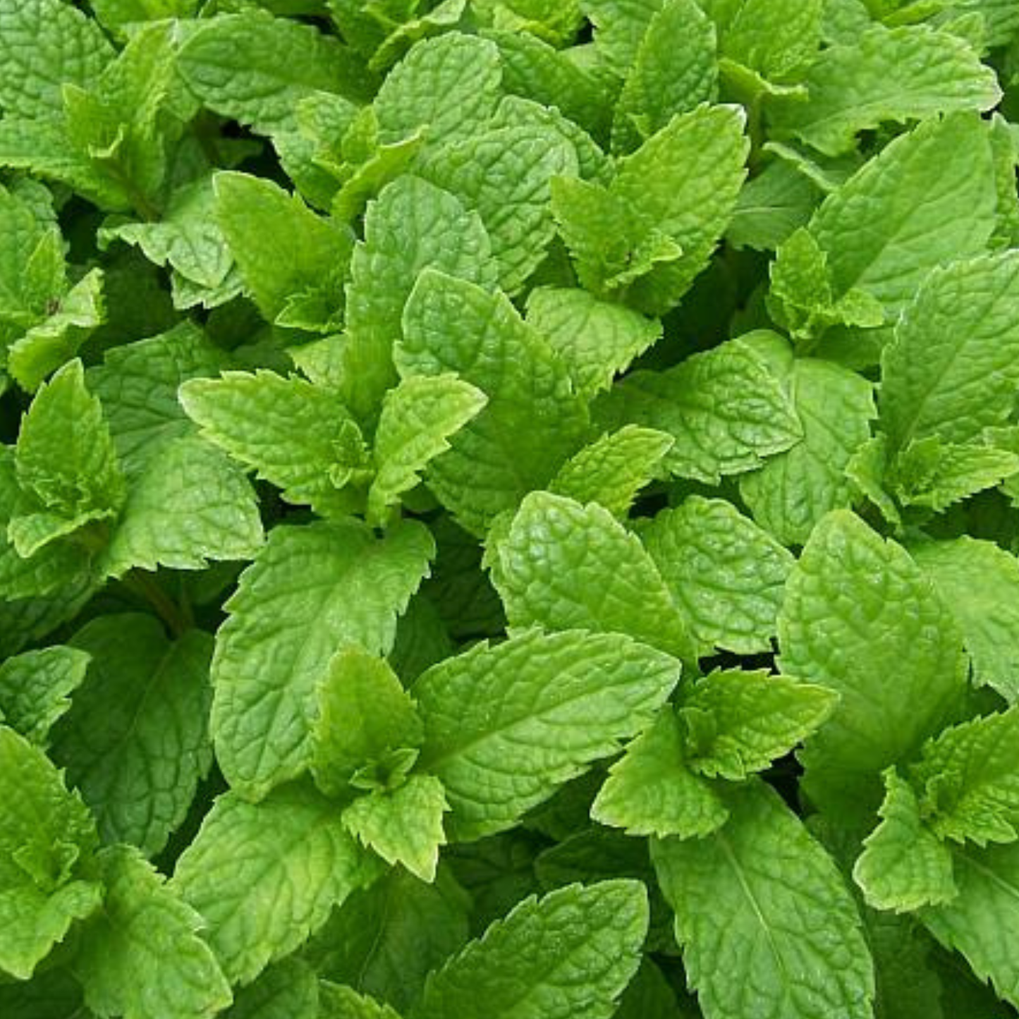 Kentucky Colonel Spearmint, 4" plant