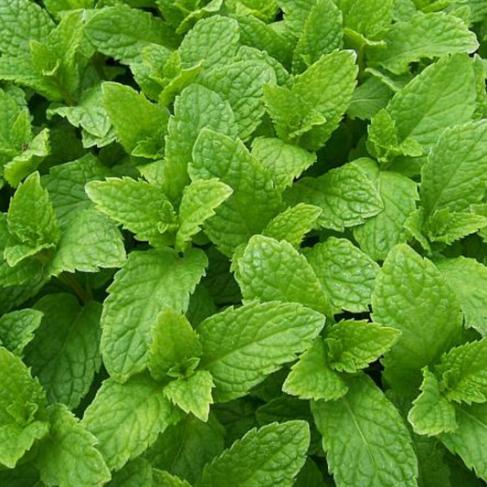 Kentucky Colonel Spearmint, 4" plant