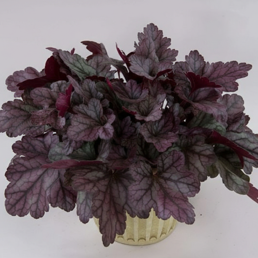 Kira Purple Rain Forest Heuchera