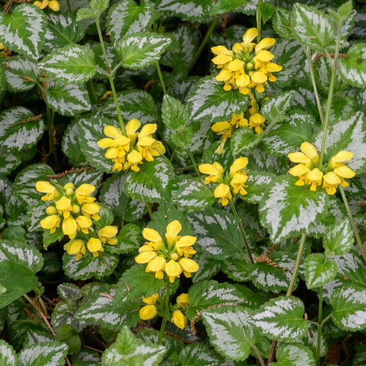 Hermann's Pride Yellow Archangel