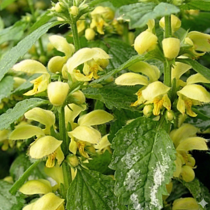 Variegated Yellow Archangel