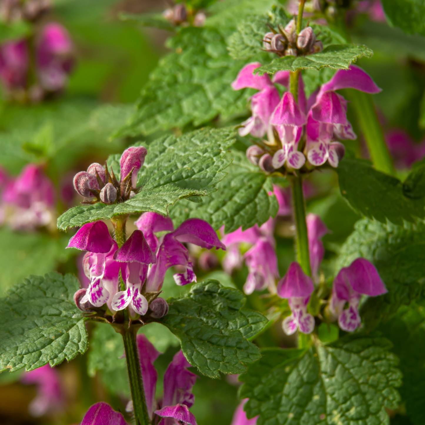 Purple Dragon Lamium