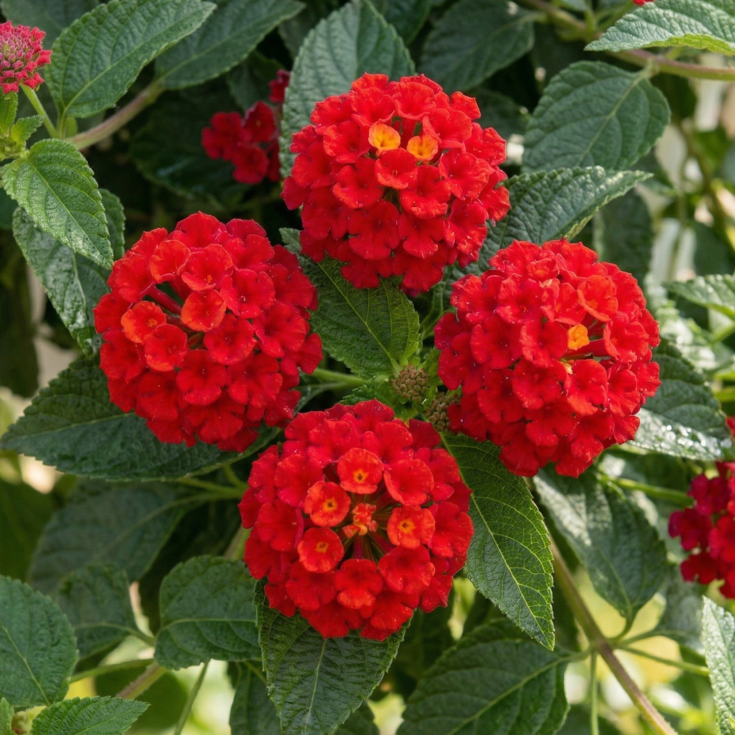 Bandana Peach Lantana