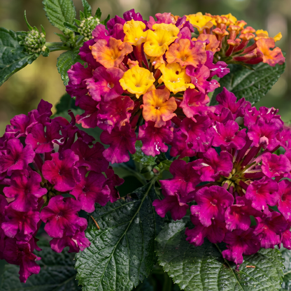 Bandana Cherry Lantana