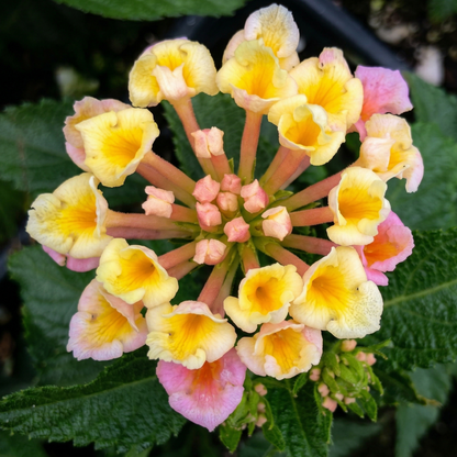 Bandana Peach Lantana