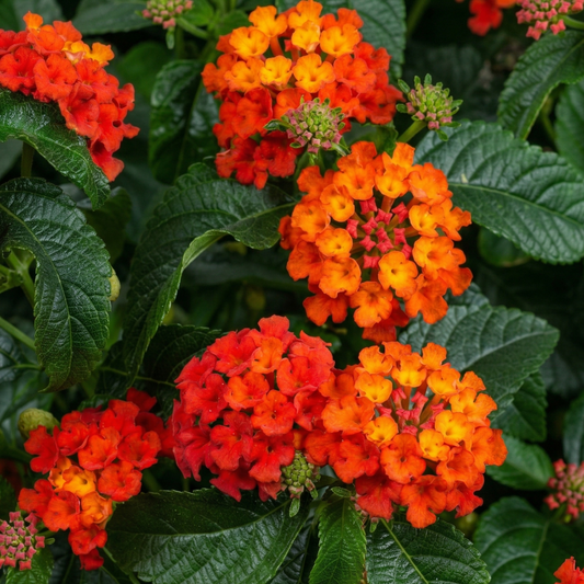 Irene Lantana