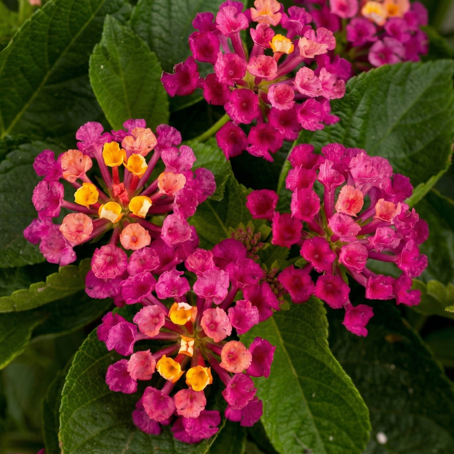 Dallas Red Lantana