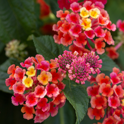 Diva Pink Gem Lantana