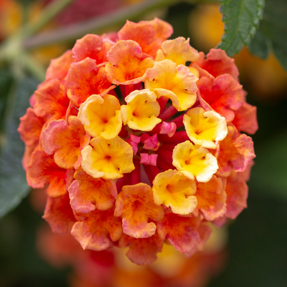 Radiation Lantana