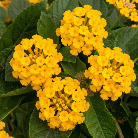 New Gold Trailing Lantana