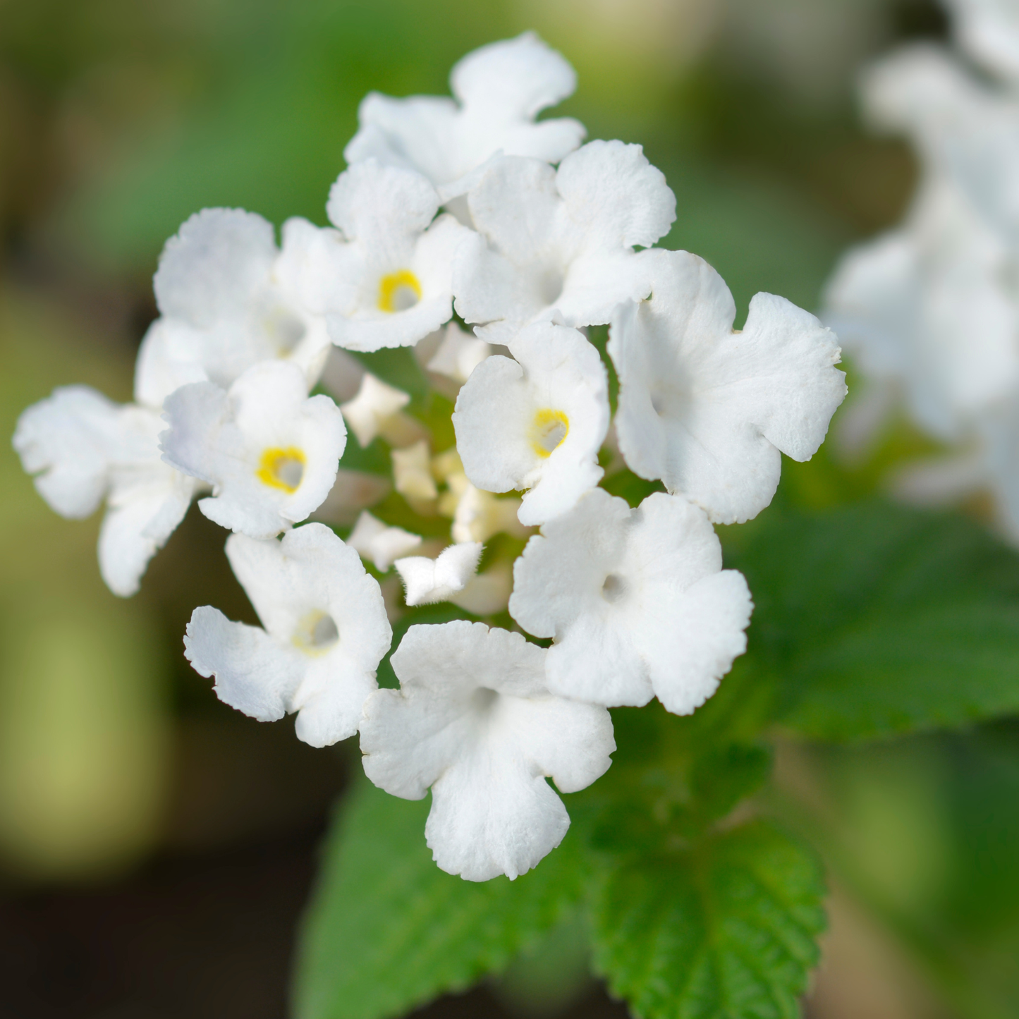 Trailing White Lantana
