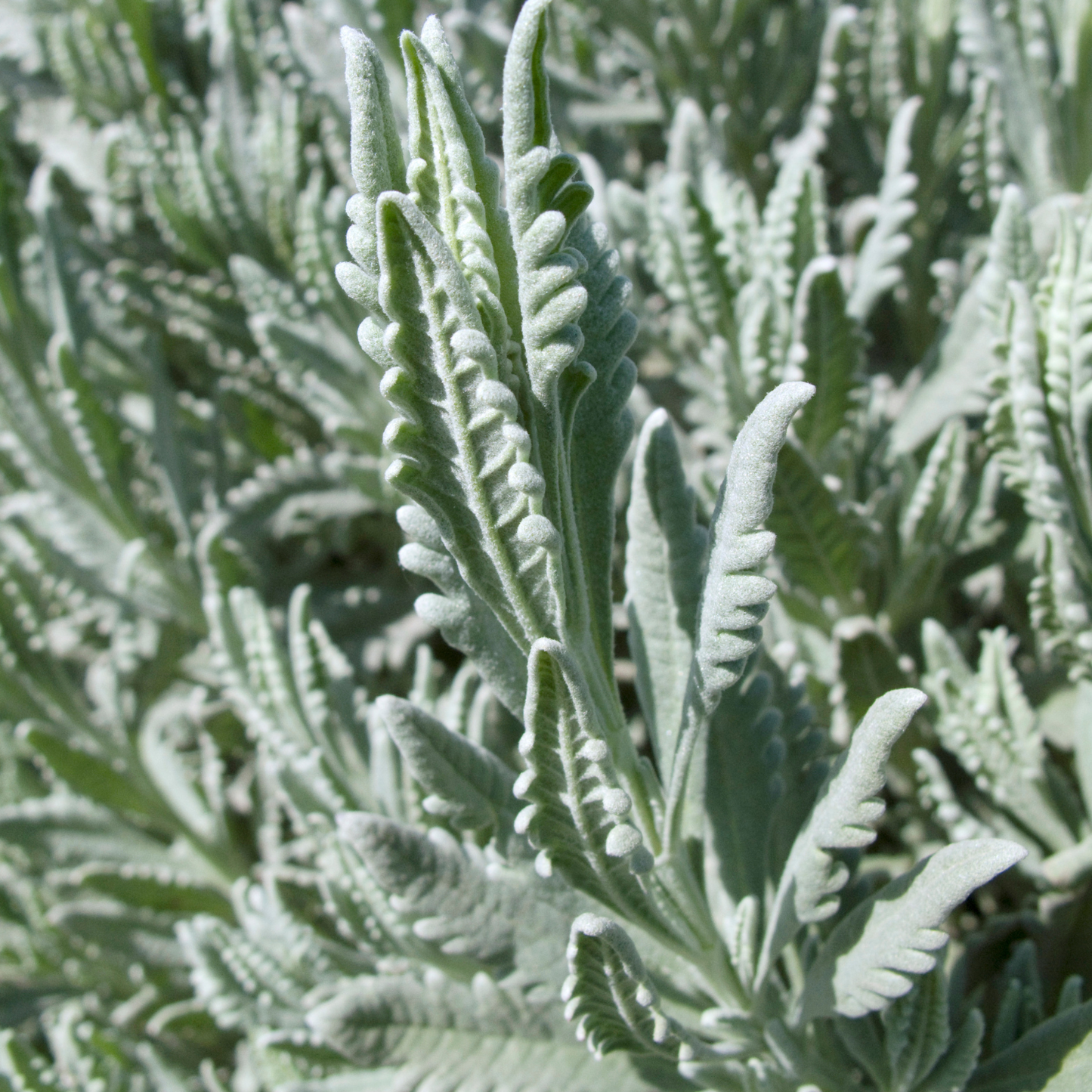 Green French Lavender