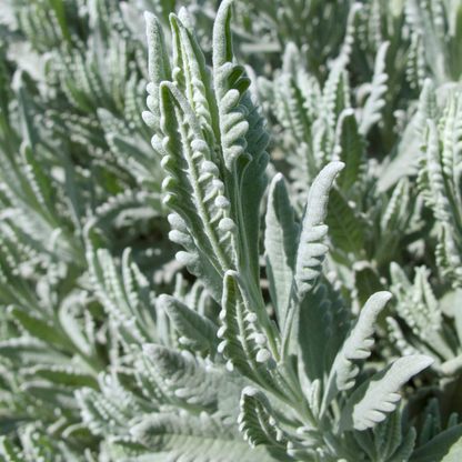 Green French Lavender