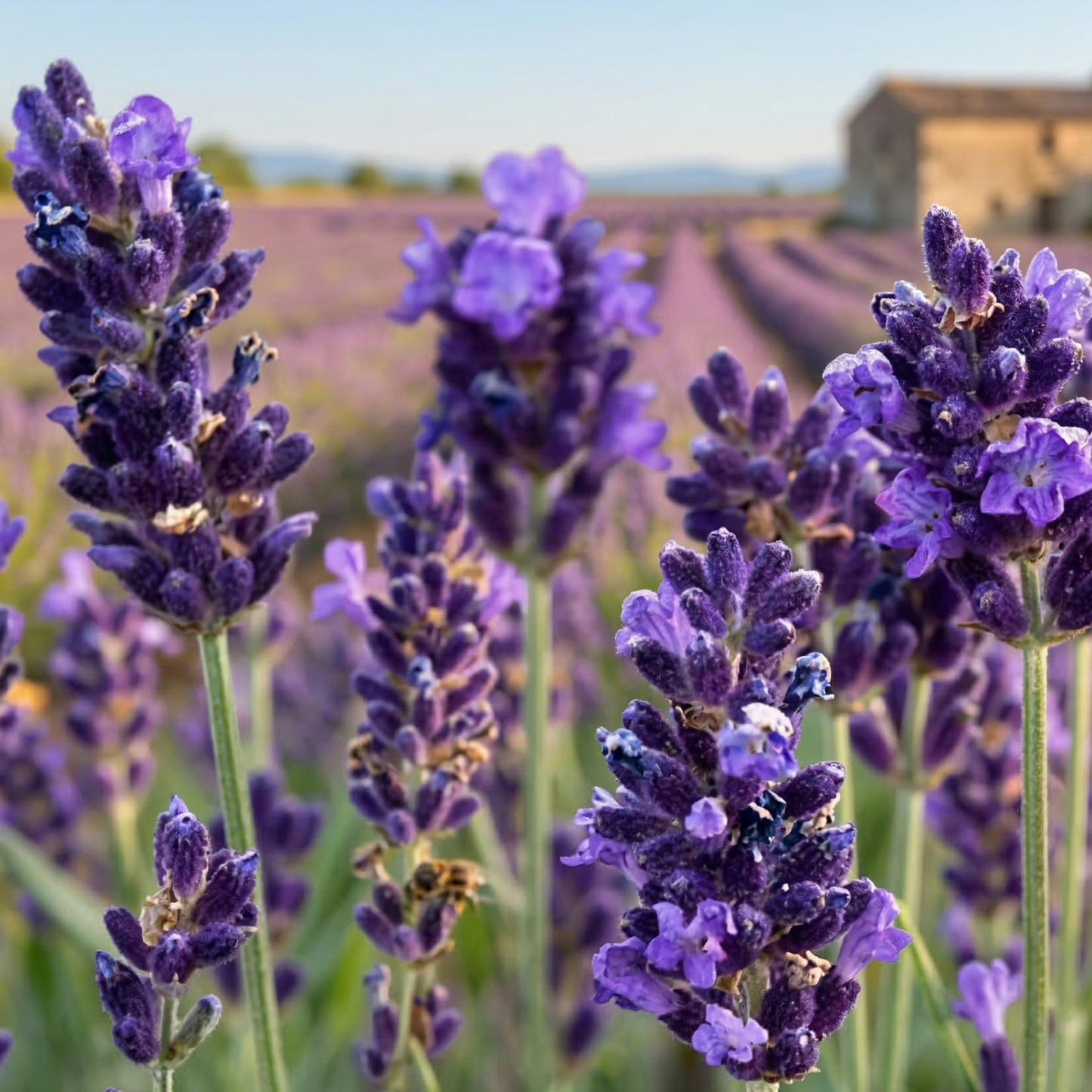 Ellagance Purple English Lavender