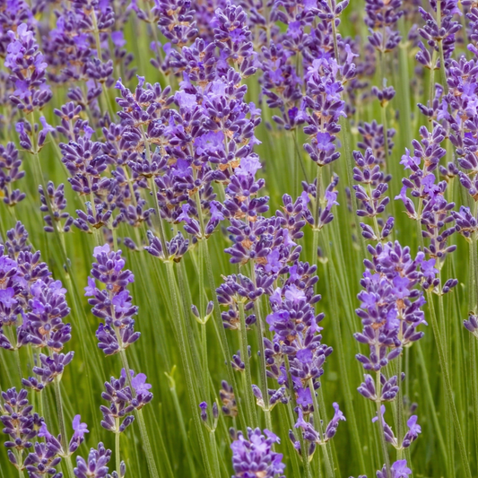 Munstead English Lavender