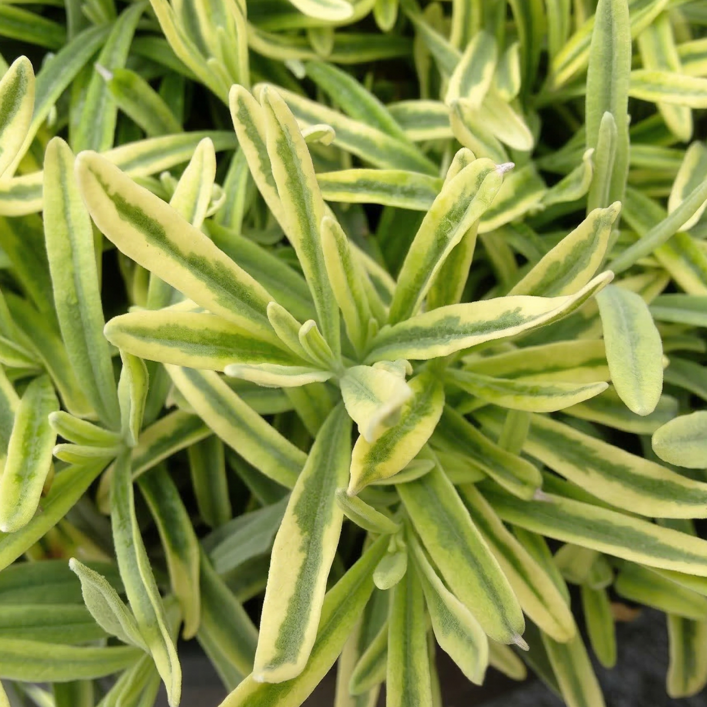 Platinum Blonde English Lavender
