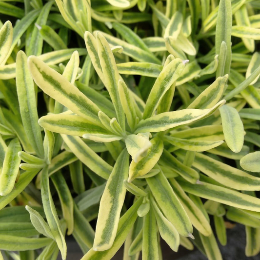 Platinum Blonde English Lavender