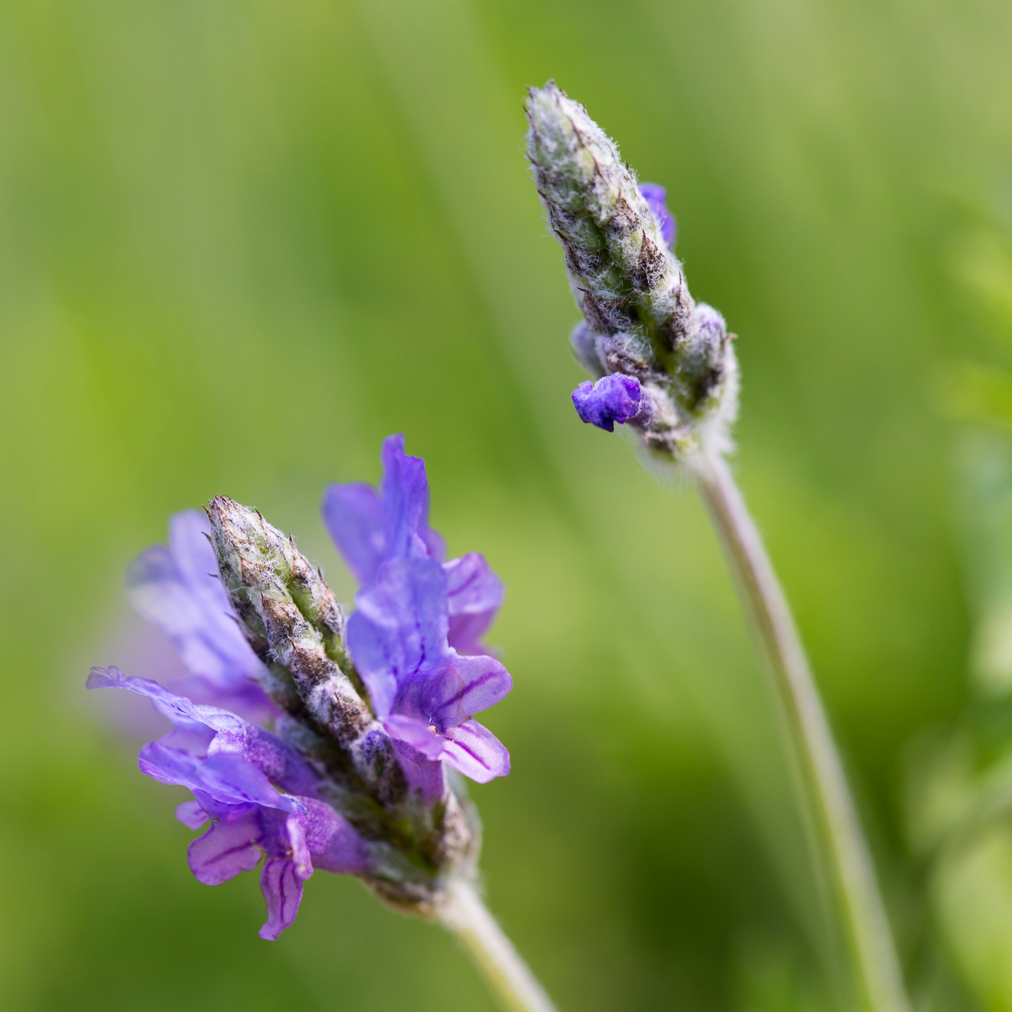 Pinnata Lavender