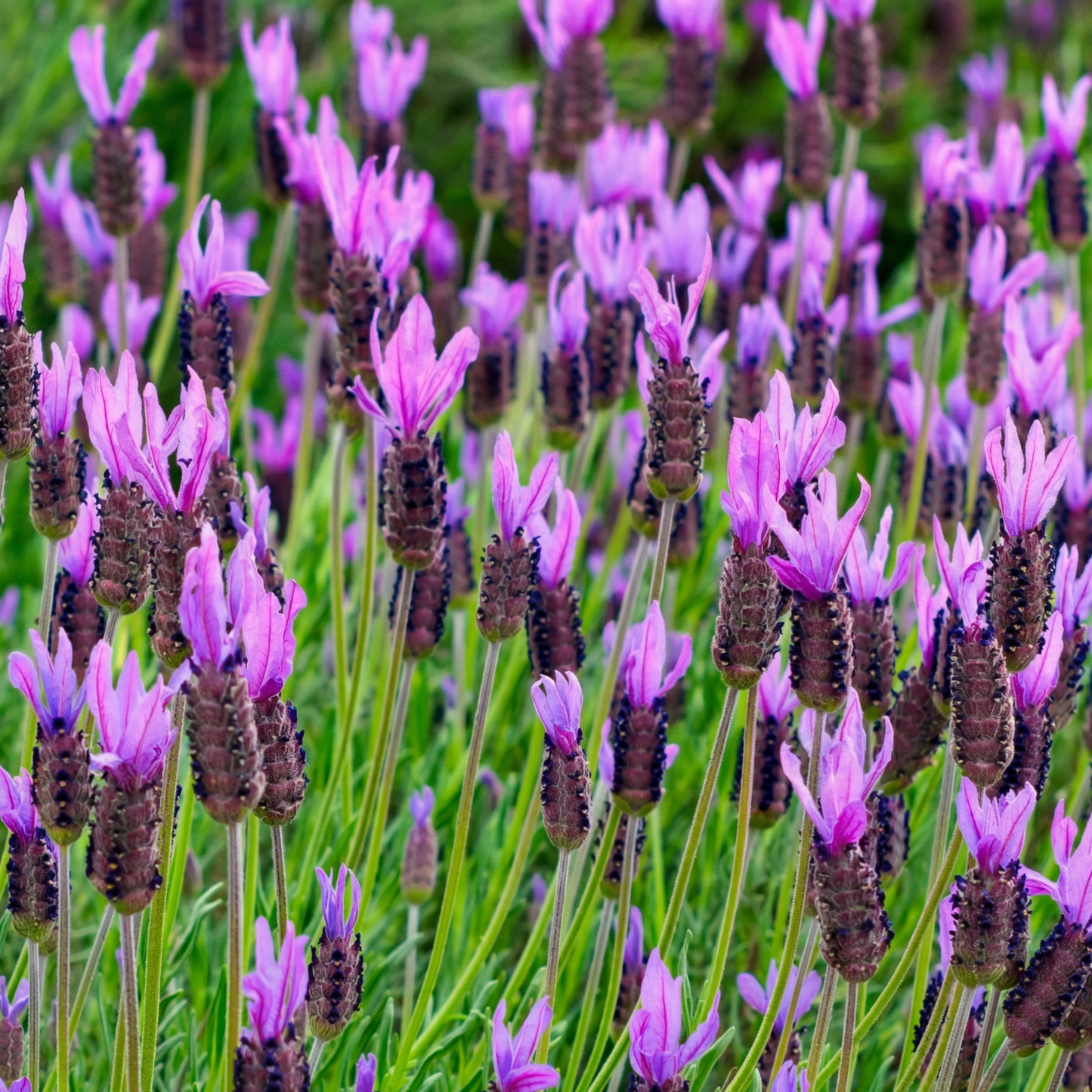 Otto Quast Spanish Lavender