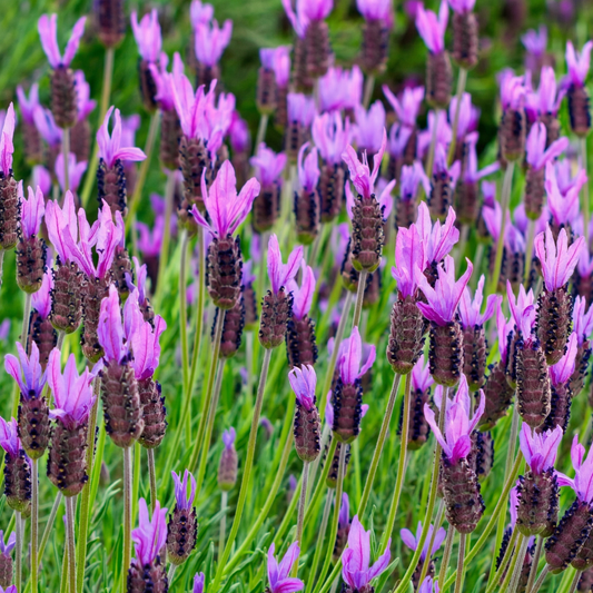 Otto Quast Spanish Lavender