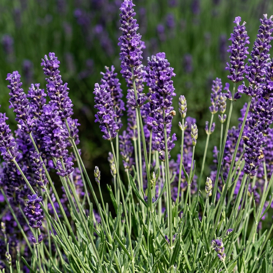 Hidcote Giant Lavender