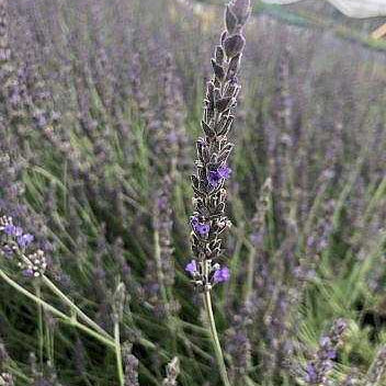 Davy's Love Purple Floral Lavender