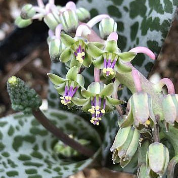 Silver Squill
