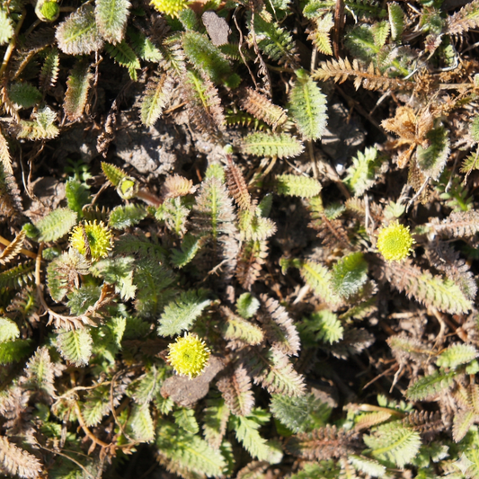 Platt's Black Brass Buttons