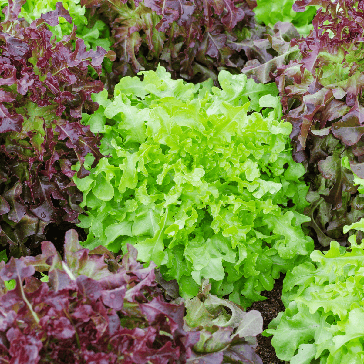 Specialty Lettuce Seedling 6-Pack Bundle – Planted Places