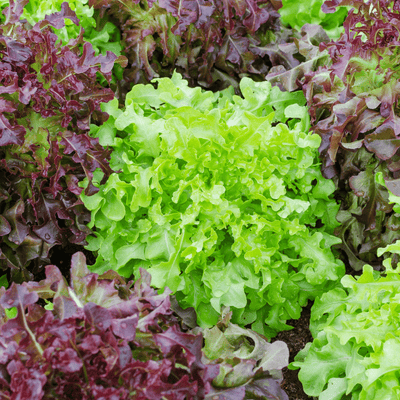 Specialty Lettuce 6-Pack Garden Bundle